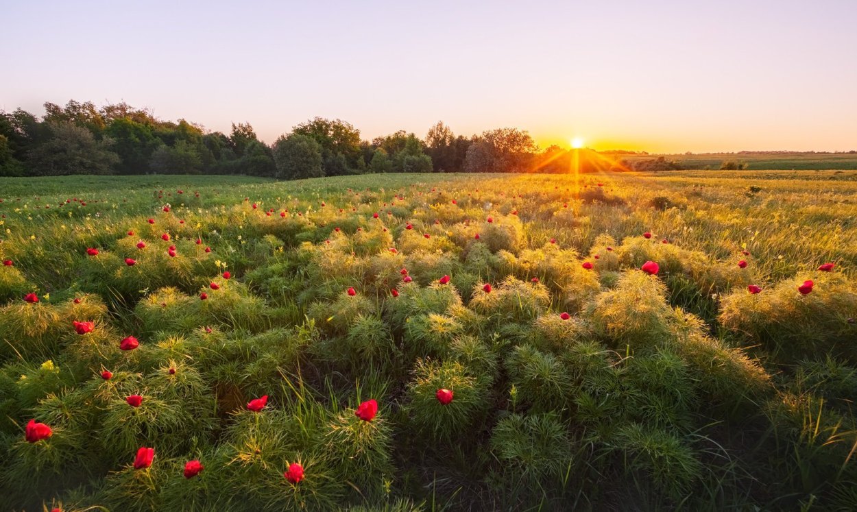 Рододендрон спирея