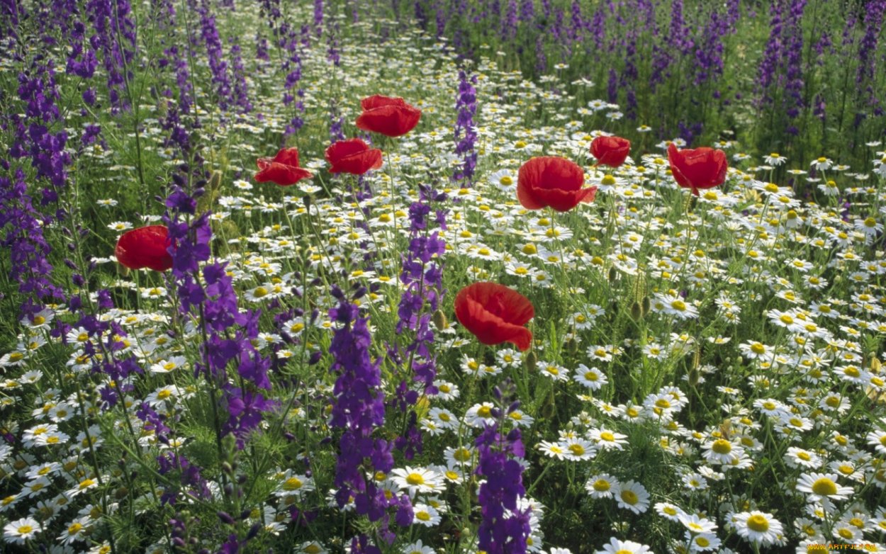 Лаванда рабатка миксбордер