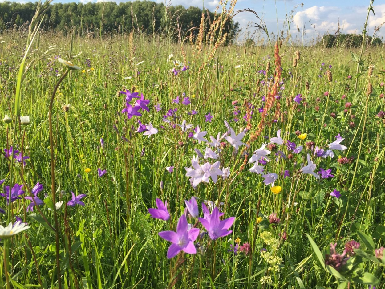 Полевые цветы Кубани