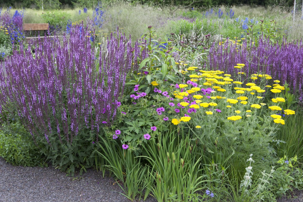 Многолетник Луговой