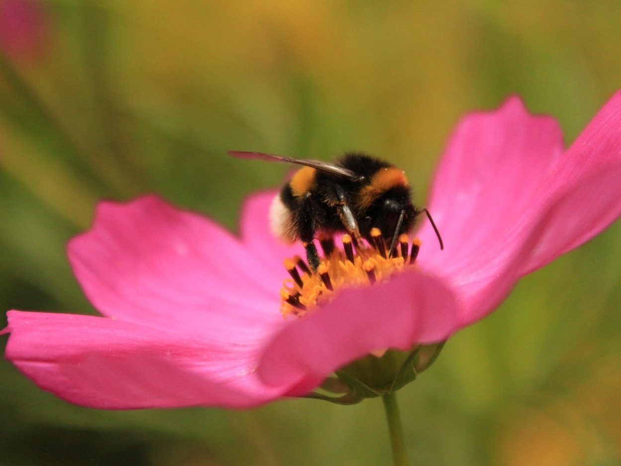 Крупные искусственные цветы
