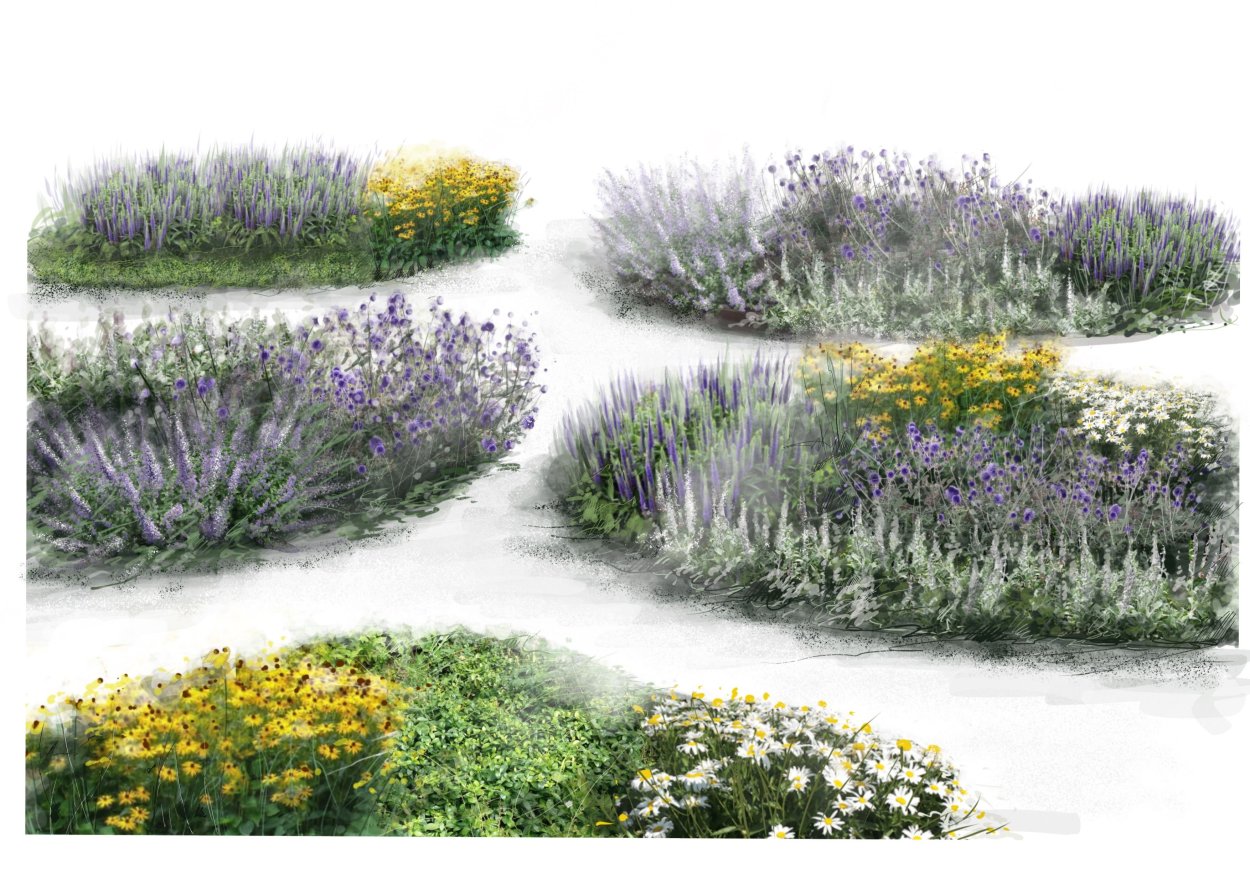 Шалфей Дубравный Schwellenburg