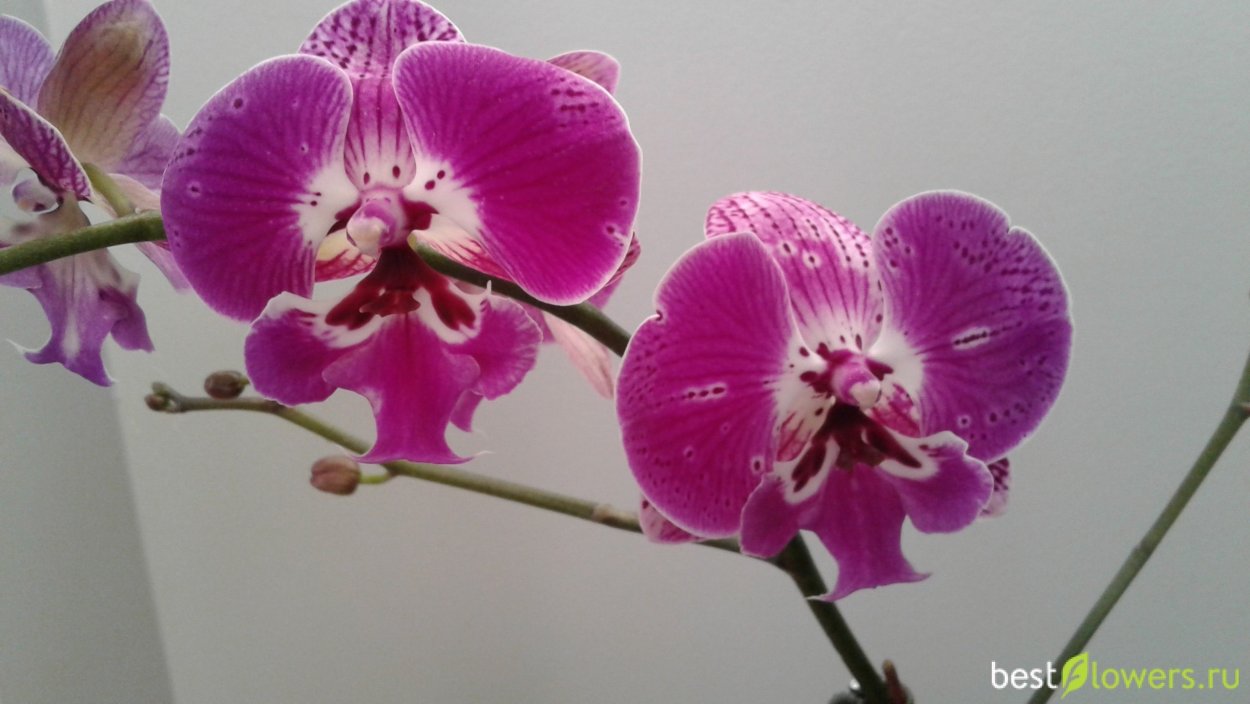 Орхидея Phalaenopsis Джиллиан