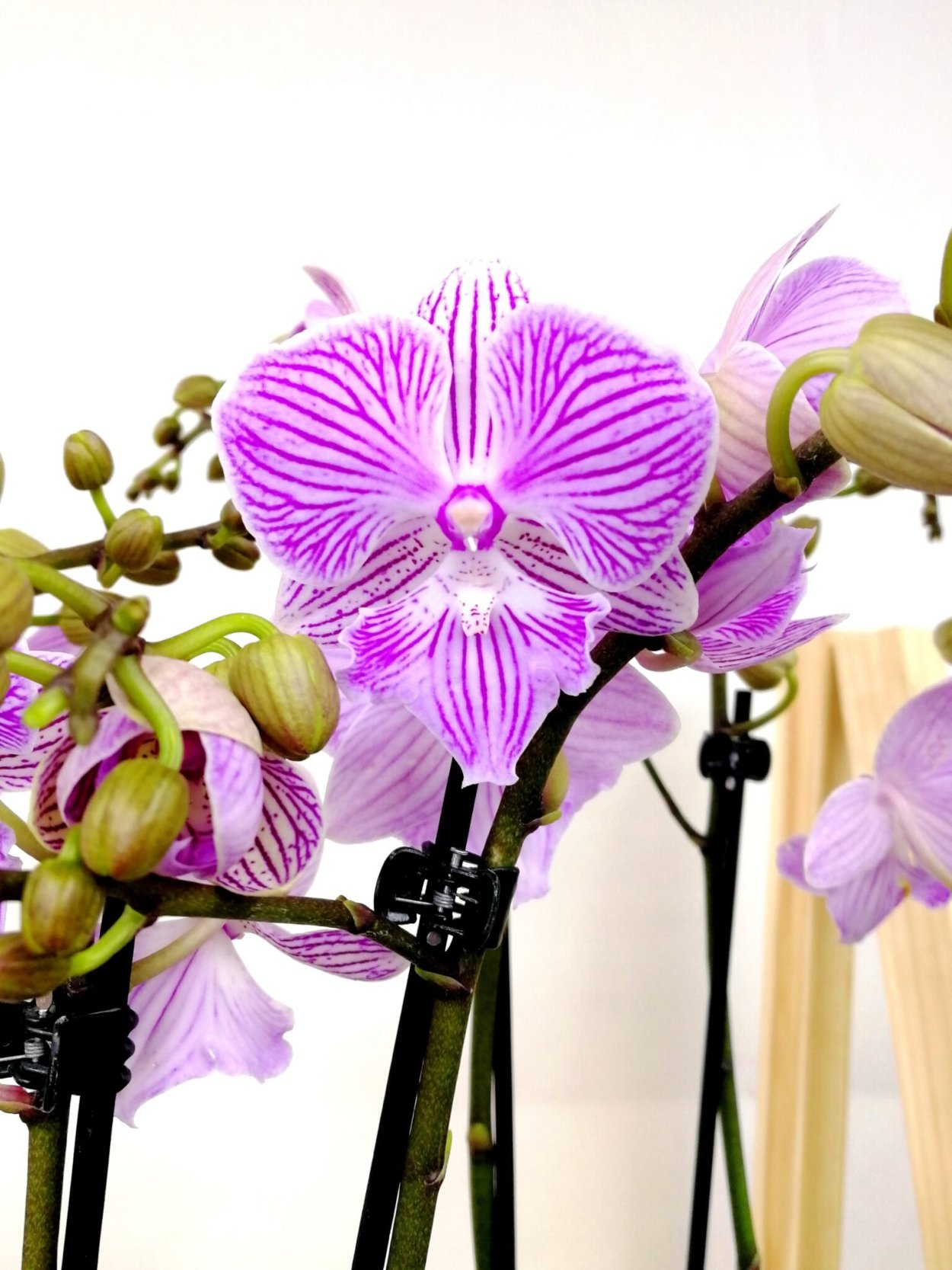 Фаленопсис Биг лип Наоми