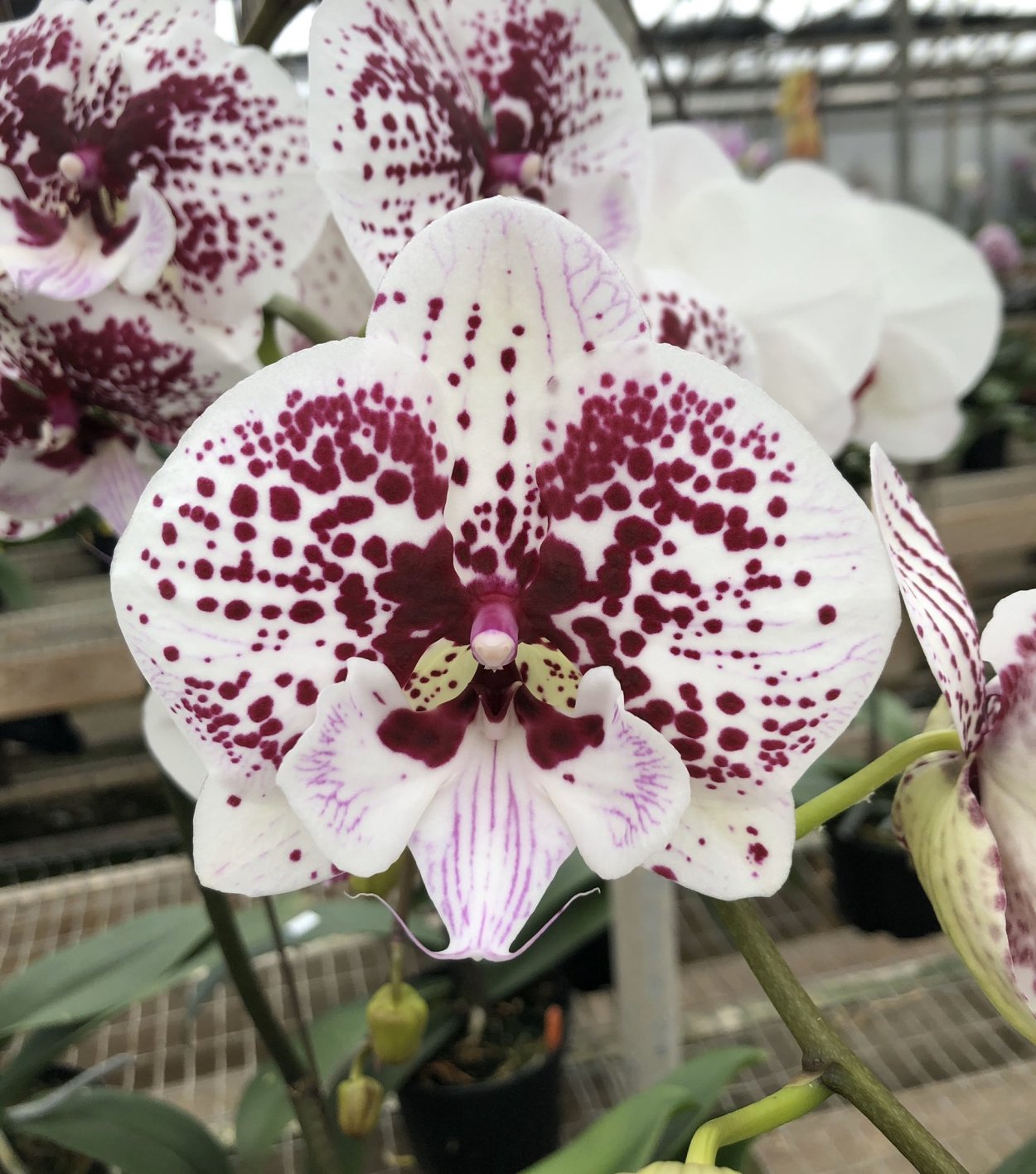 Фаленопсис Биг Бен