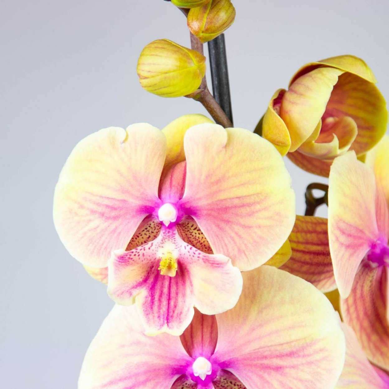 Фаленопсис (Phalaenopsis) – Орхидея