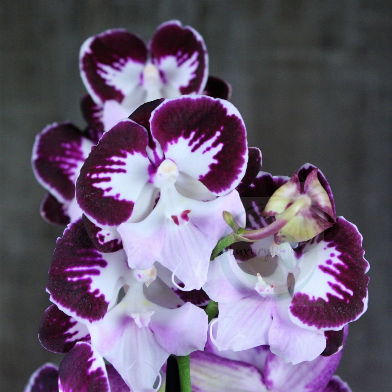 Орхидея Биг лип Леонтин