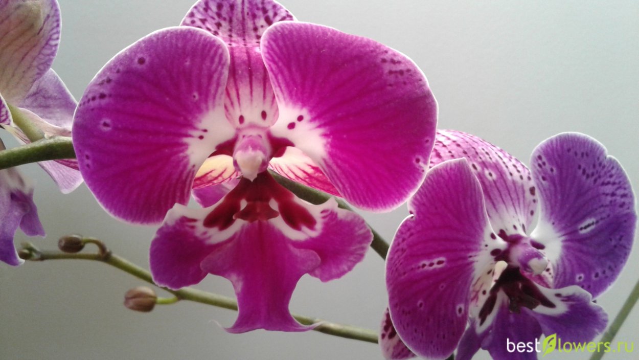 Орхидея Phalaenopsis big Lip