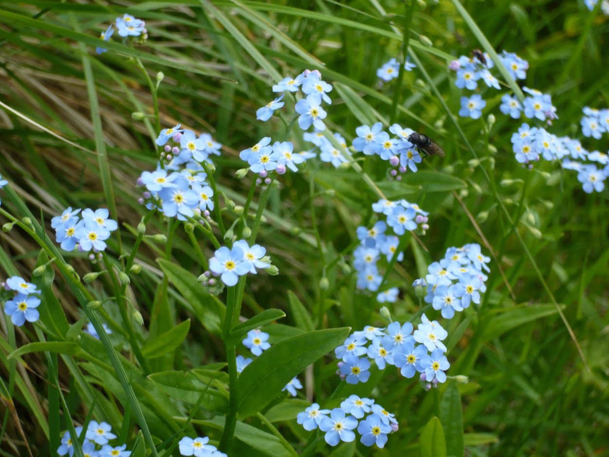 Голубые Лесные цветы