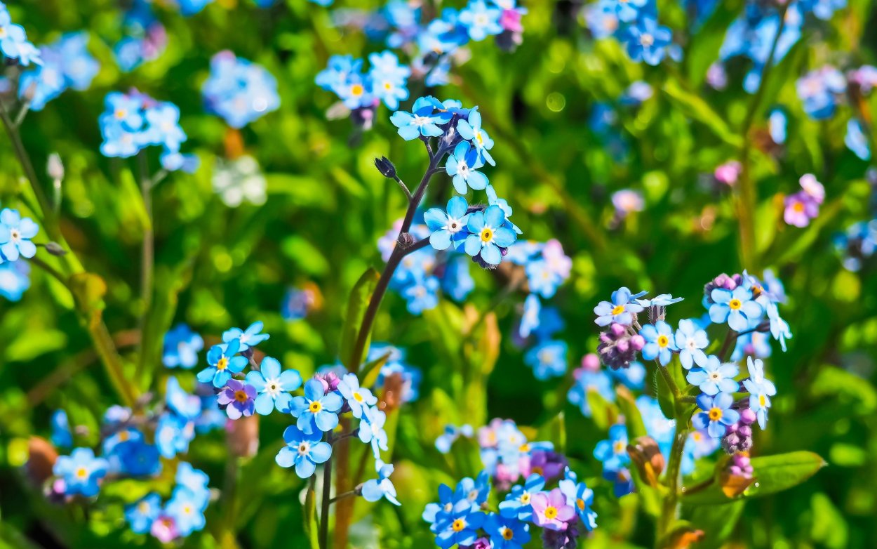 Незабудка Дубравная