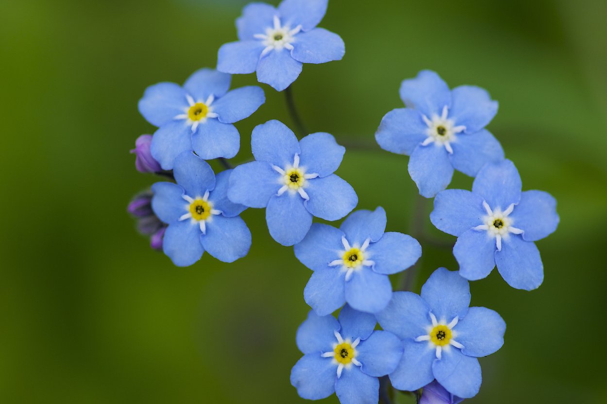 Лен Луговой