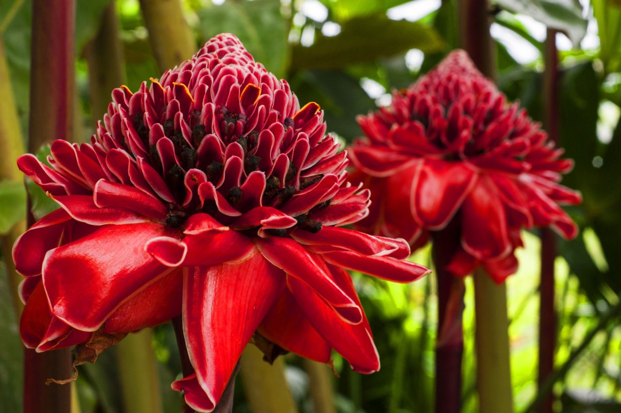 Эритрина Пурпл