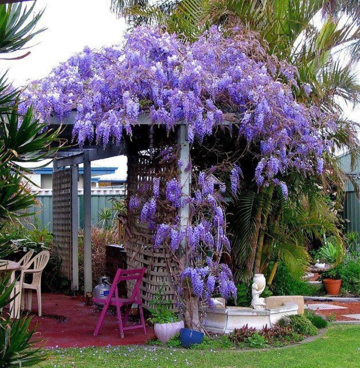 Глициния китайская