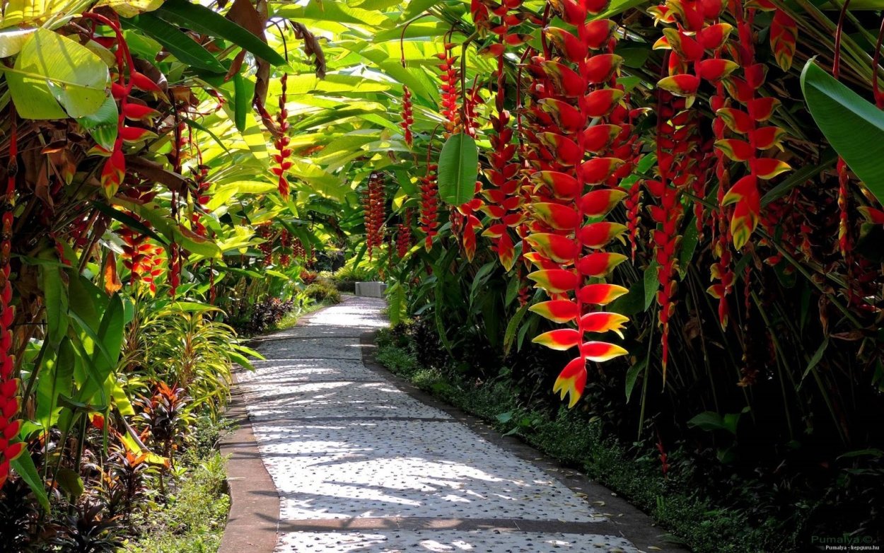 Protea cynaroides - протея артишоковая