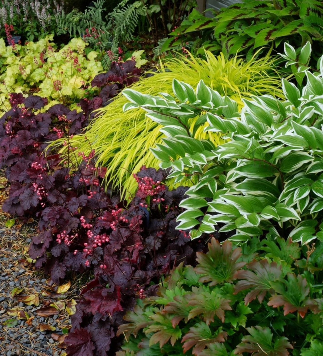 Хоста вербейник папоротник