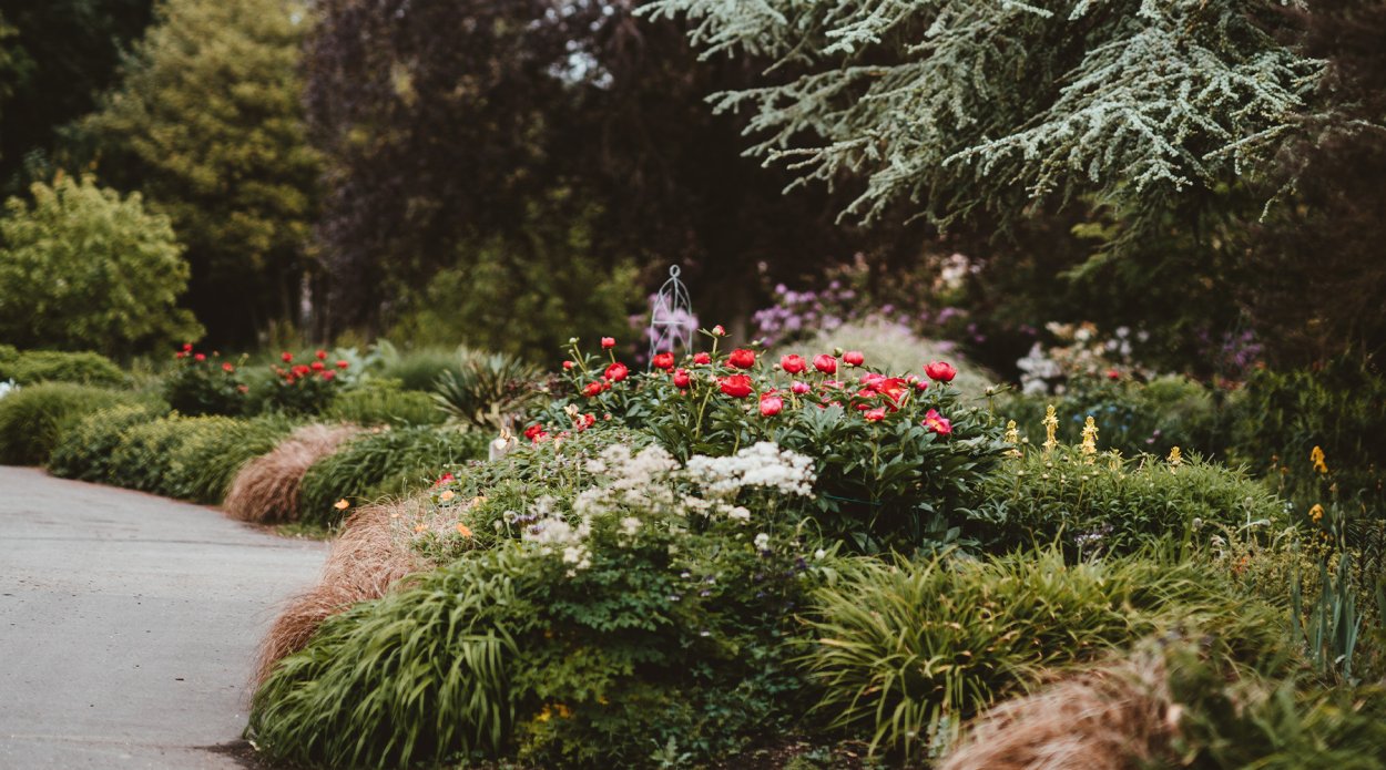 Хоста астильба Брунера