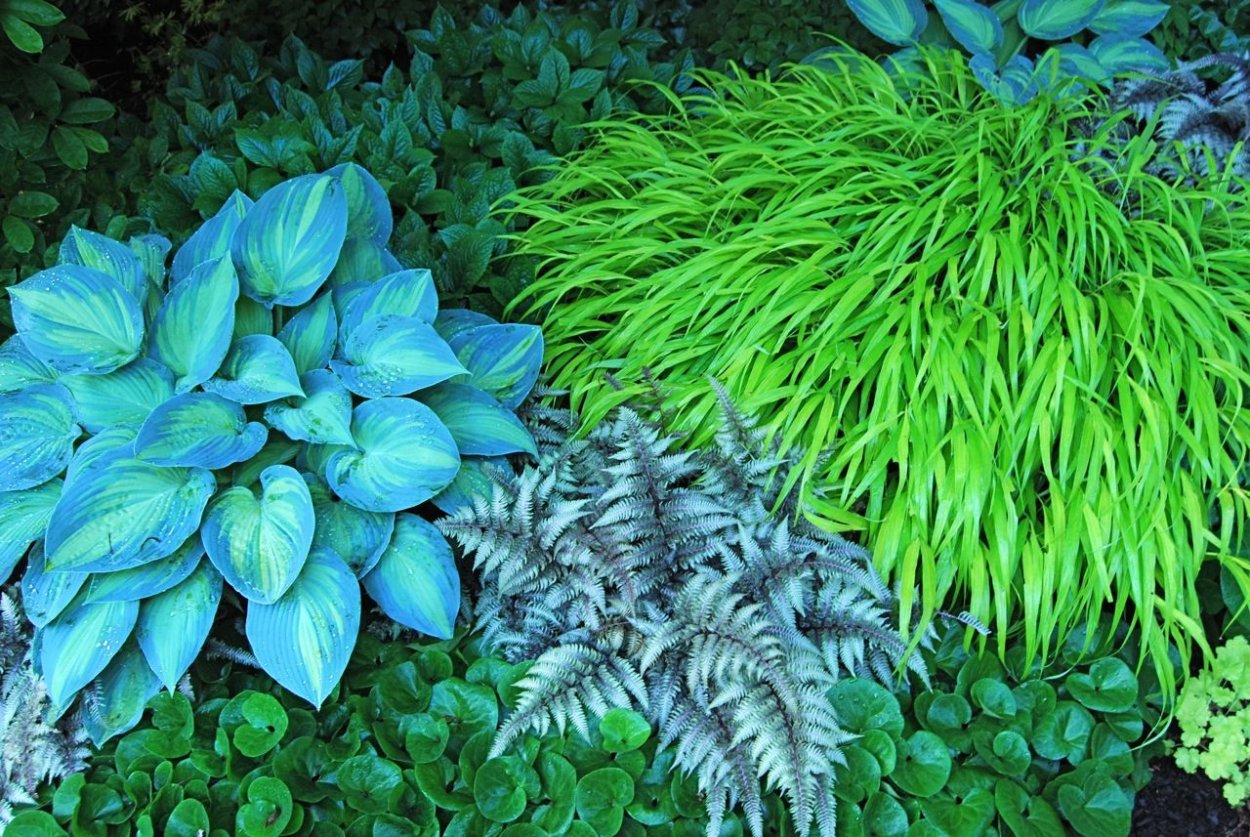 Хоста Патрисия