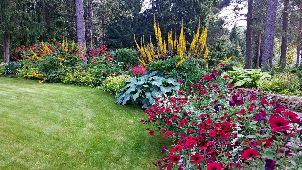 Хоста папоротник астильба