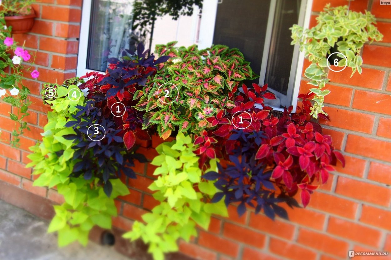 Цветы для тенистых мест многолетники