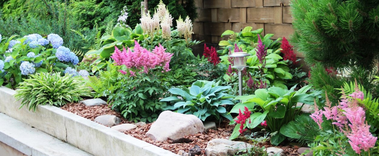 Хоста Санни Халцион