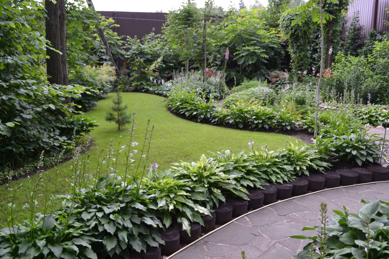 Астра Дженни миксбордере