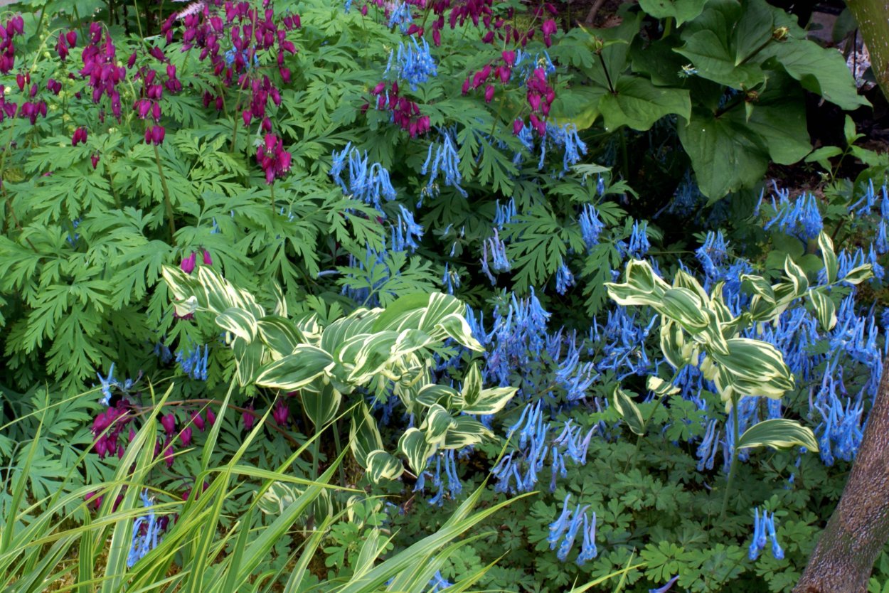 Клумба Хоста лилейник спирея