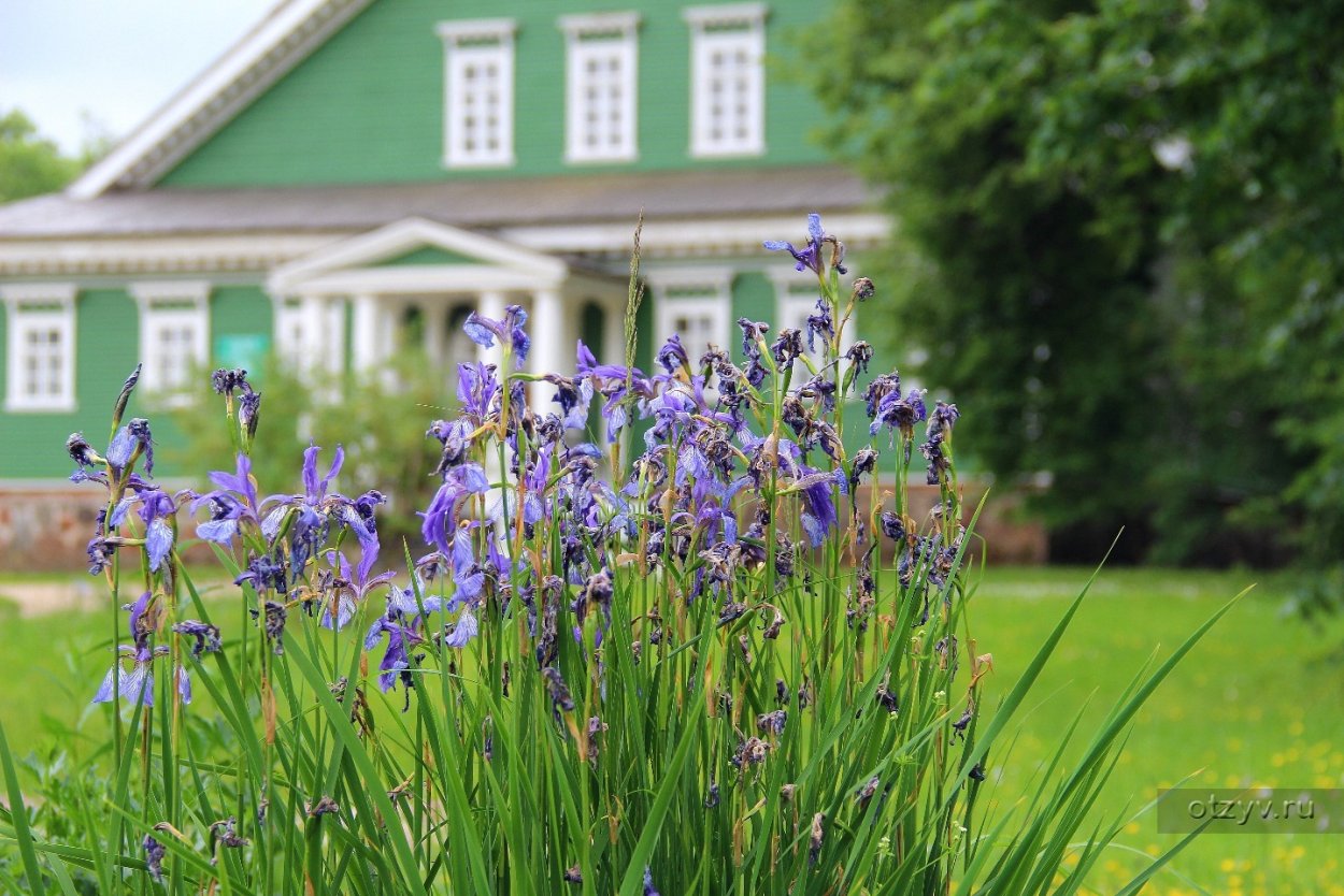 Розы в Петровском Пушкинские горы