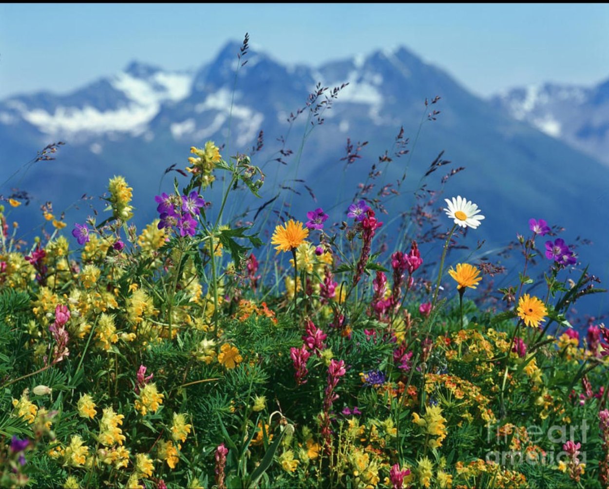 Горы в цветах