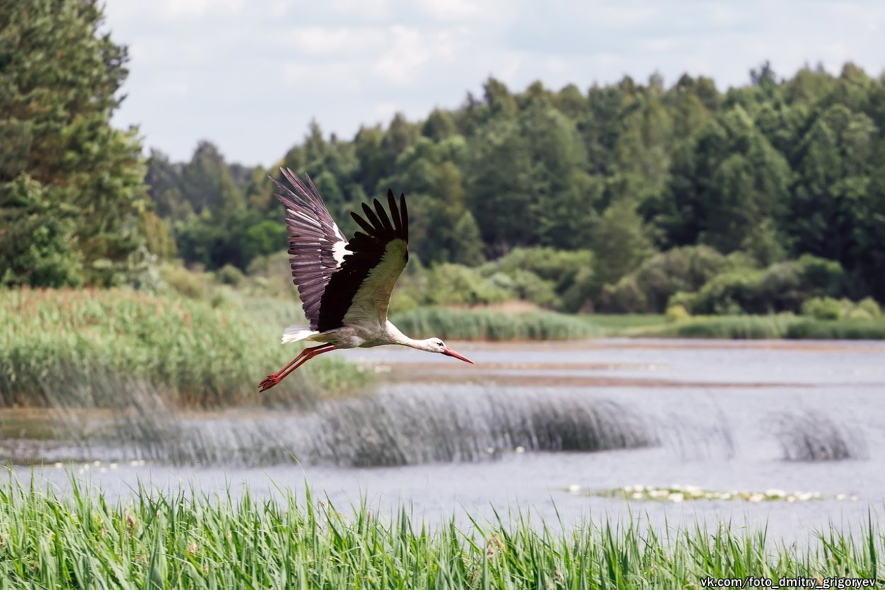Горы цветы Винтаж