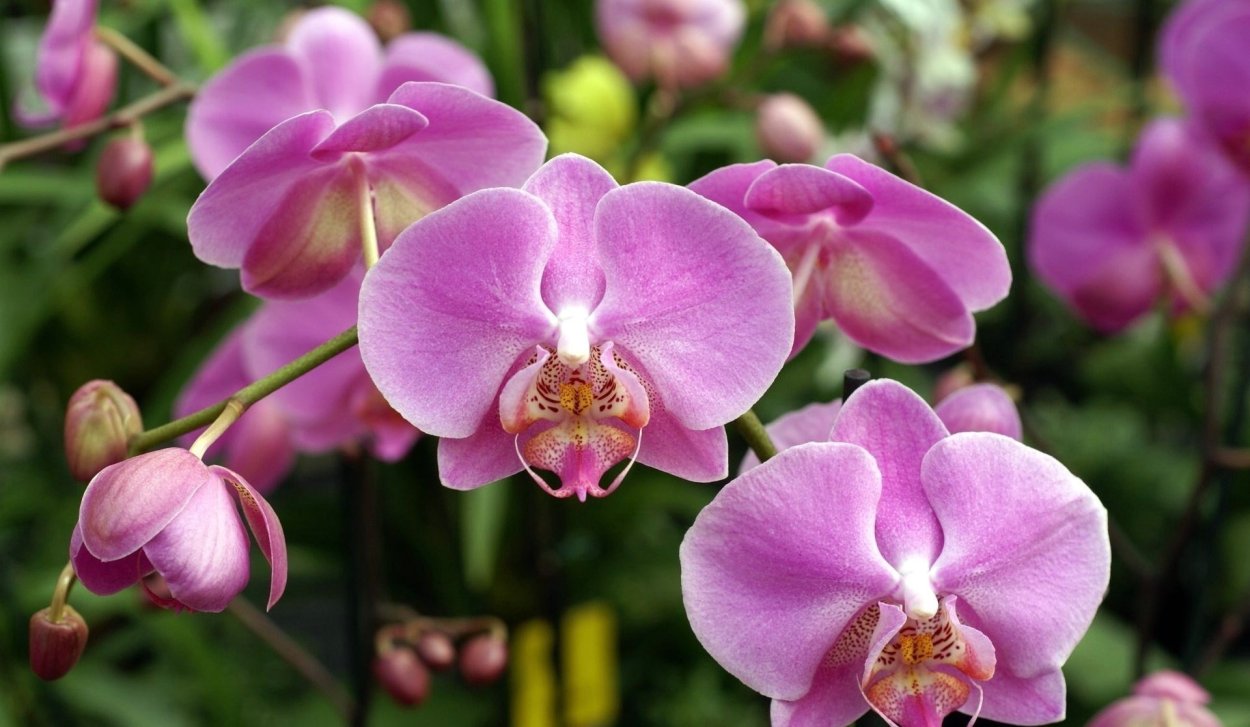 Фаленопсис Натали