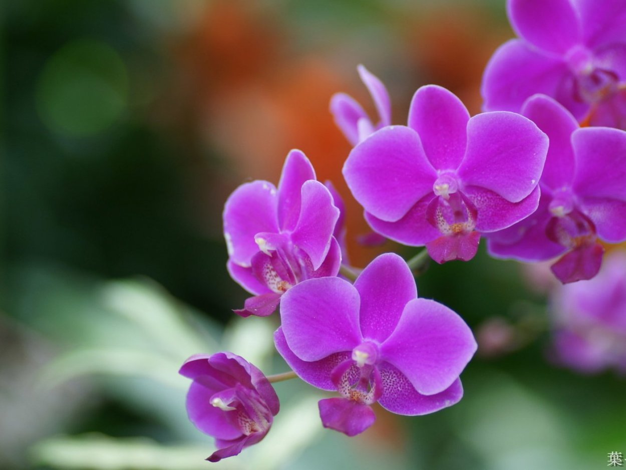 Цветы Орхидея на рабочий стол