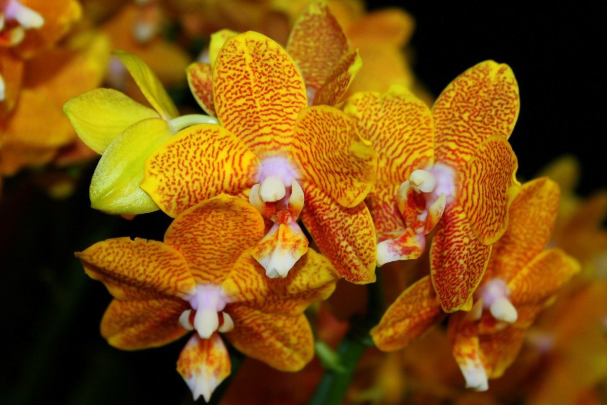 Фаленопсис Ауберге