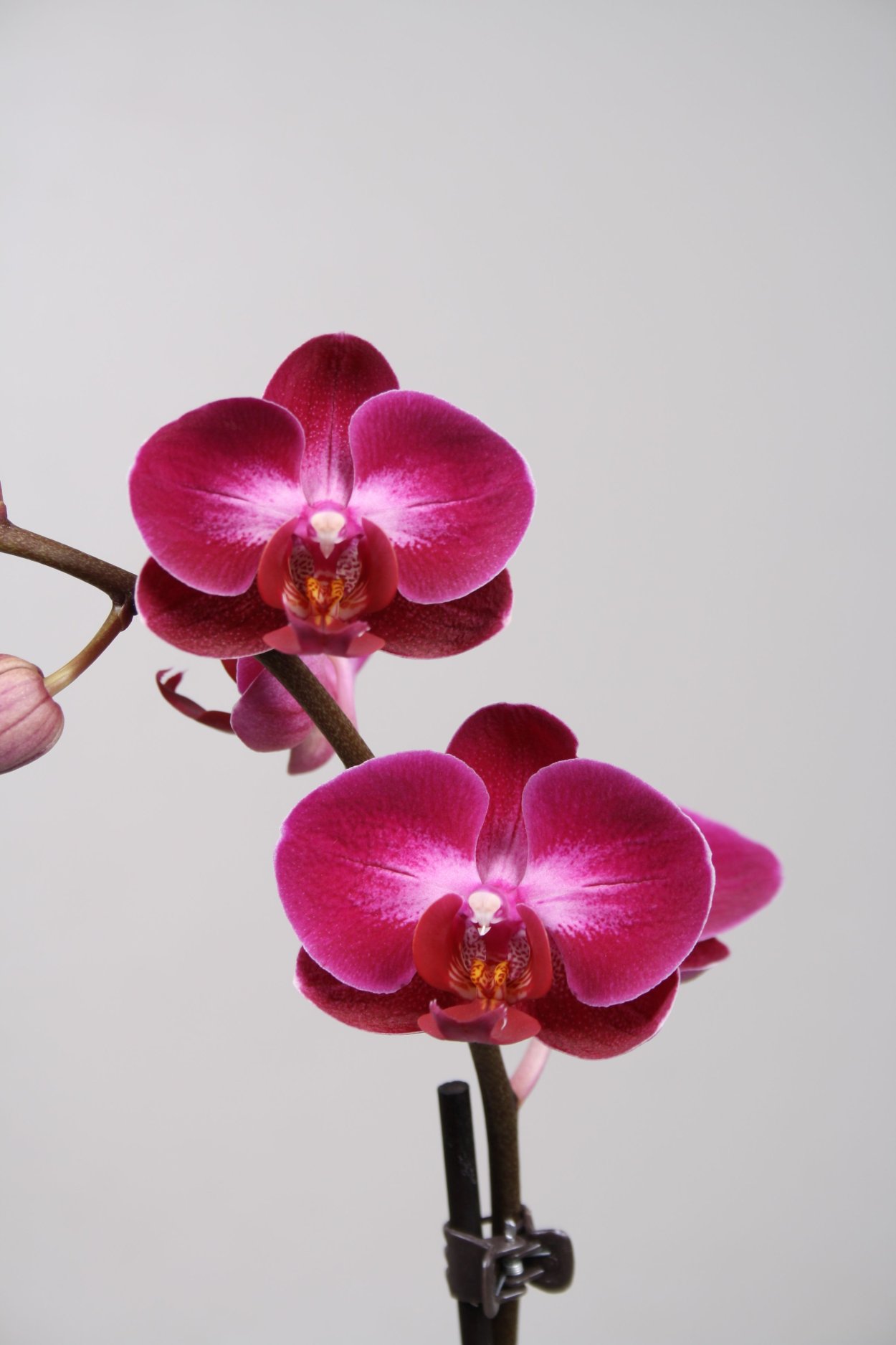 Фаленопсис манго