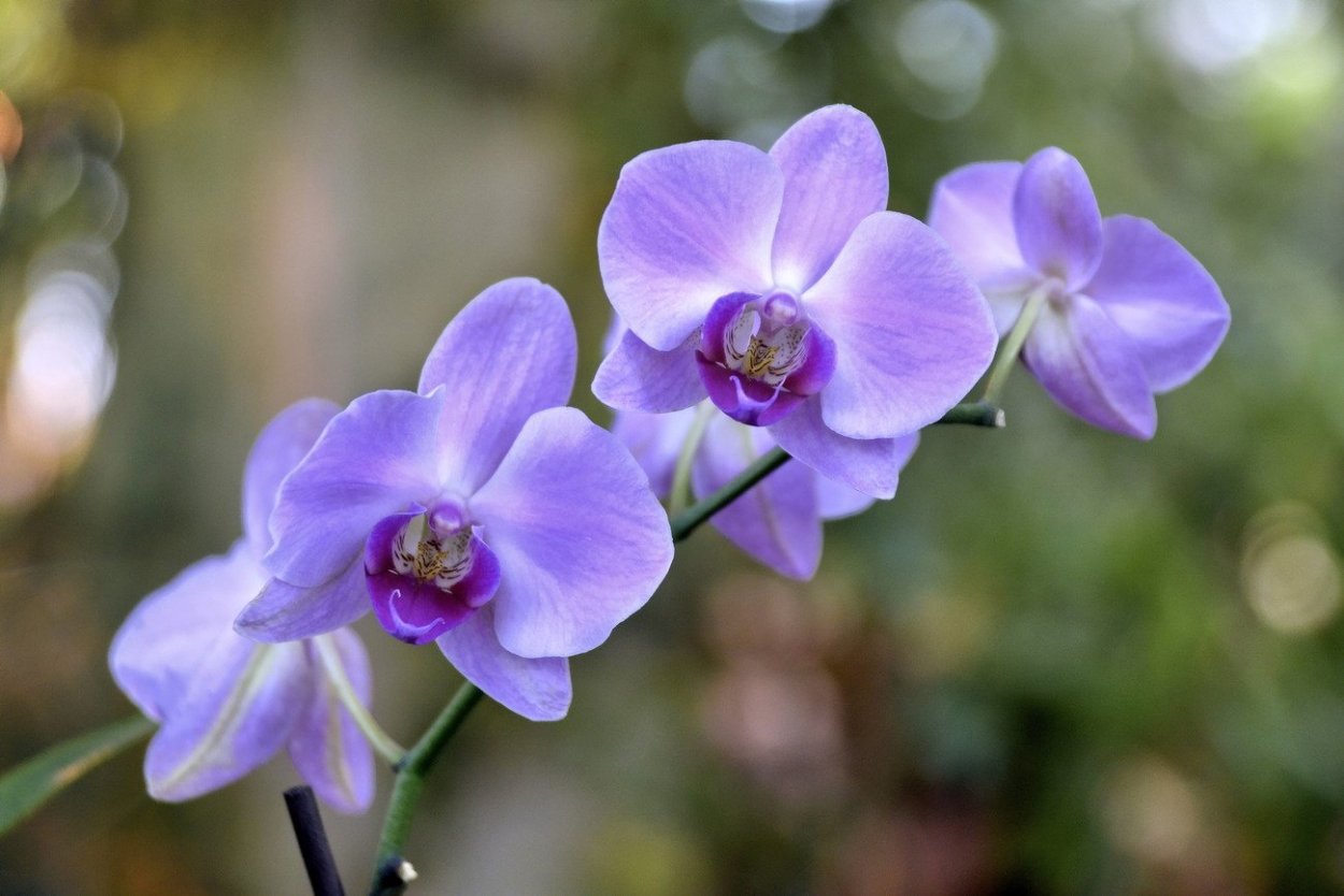 Орхидея Эвелина