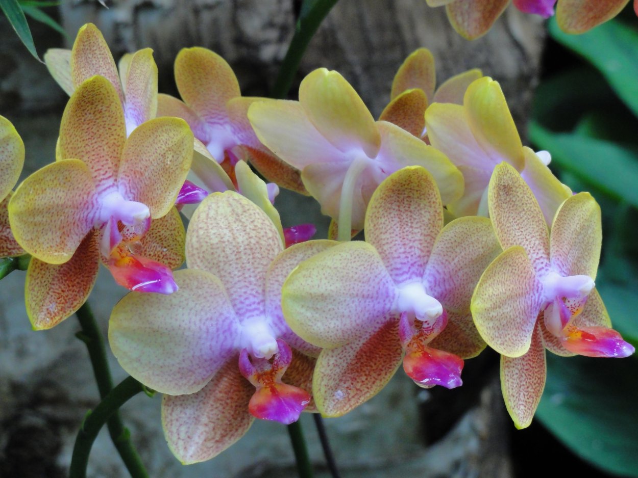 Фаленопсис Mosella