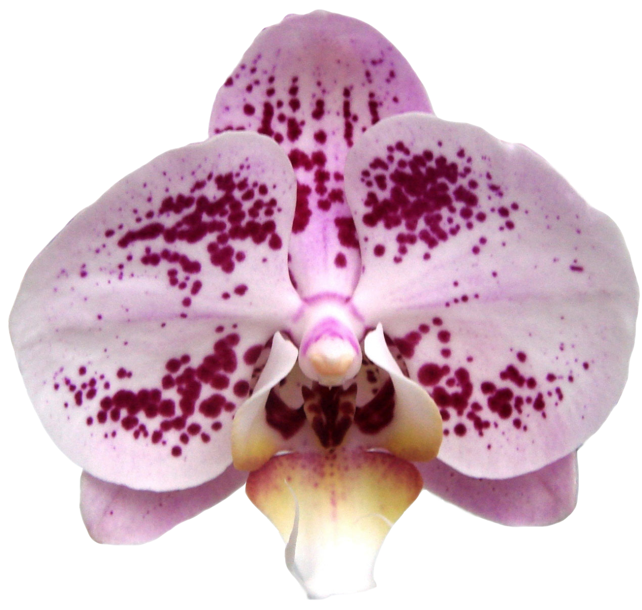 Фаленопсис оранж блоссом