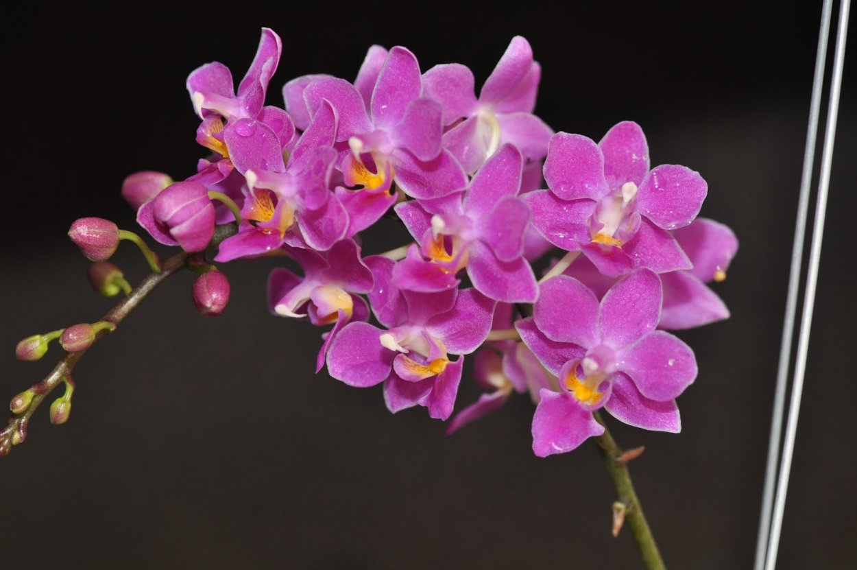 Фаленопсис Kikion Рим