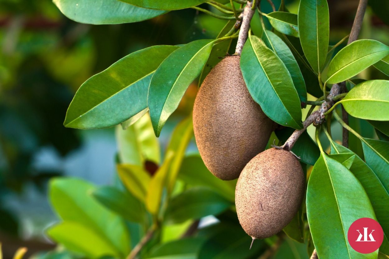 Цветы Саподильи