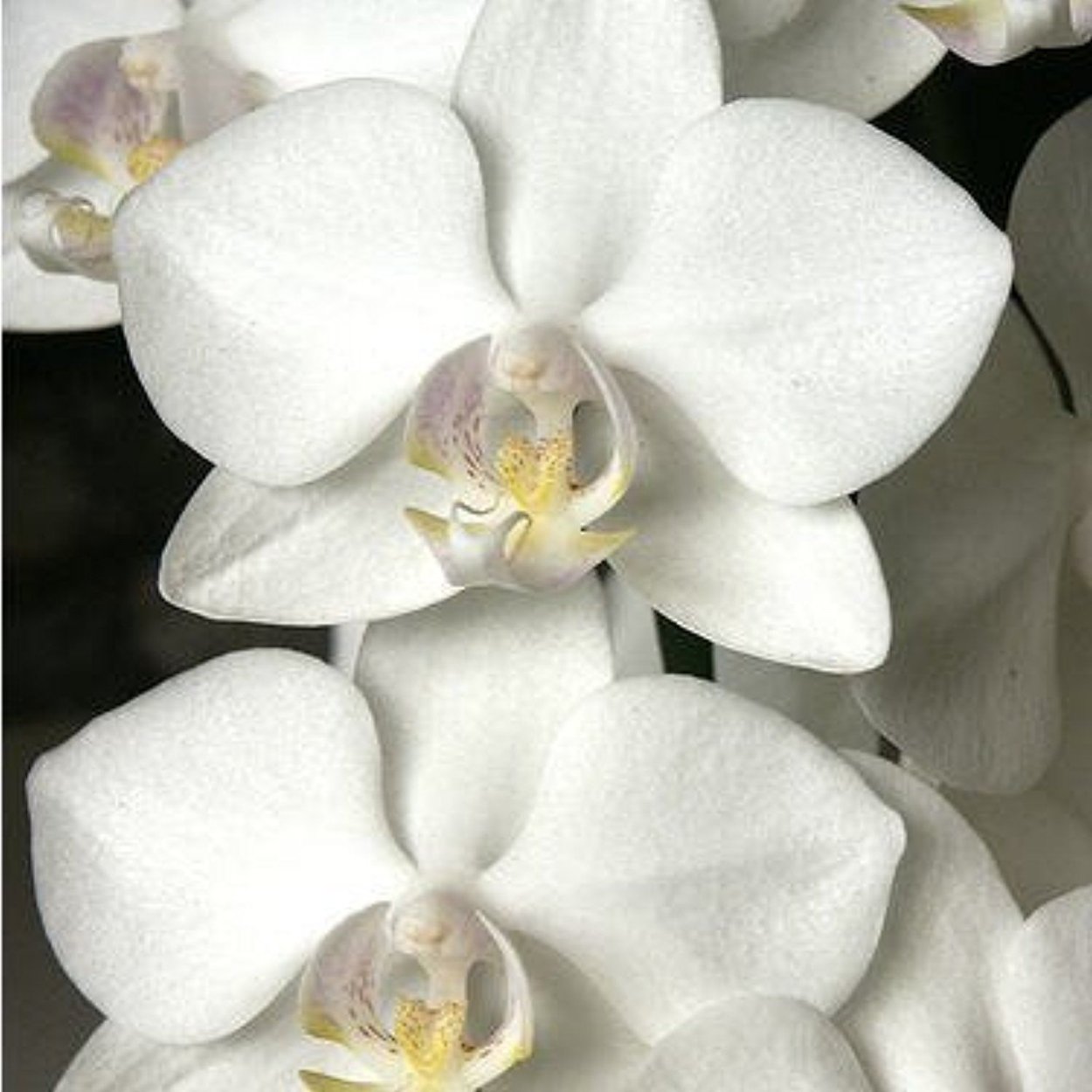 Орхидея Bernhard Phalaenopsis