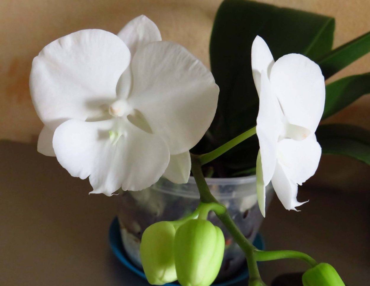 Орхидея Phalaenopsis Narbonne