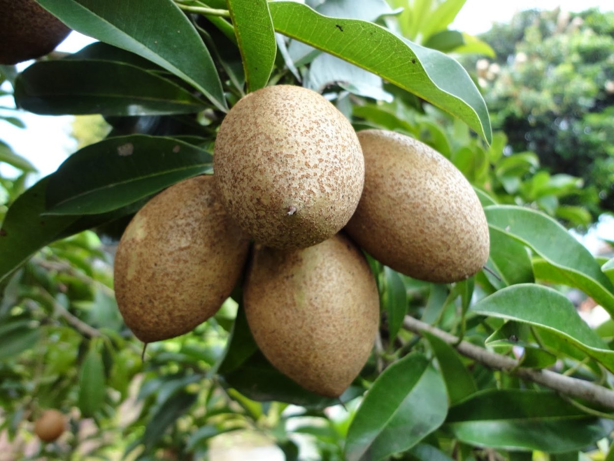 Деревьев семейства Sapotaceae