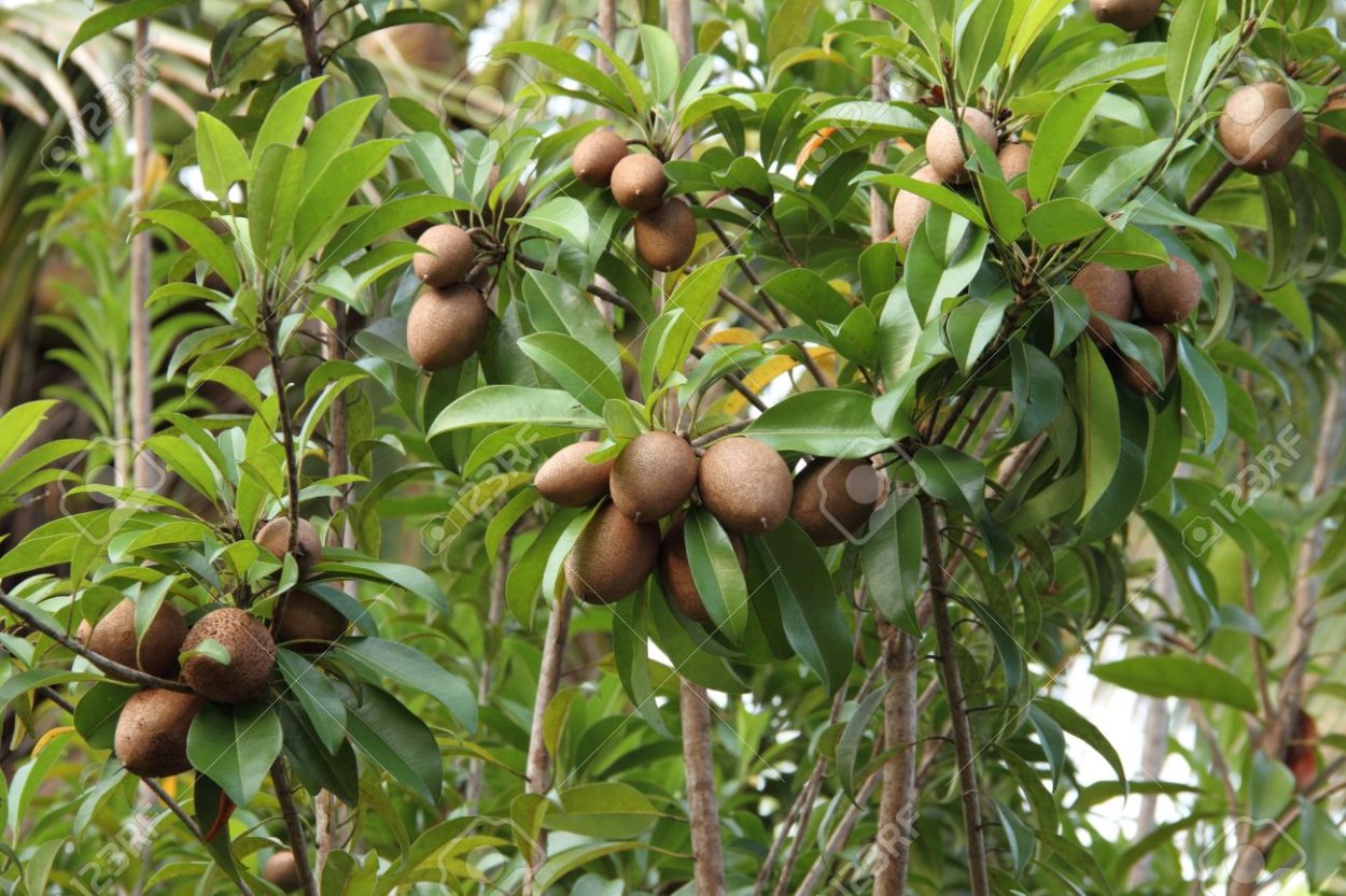 Ямайская Саподилла