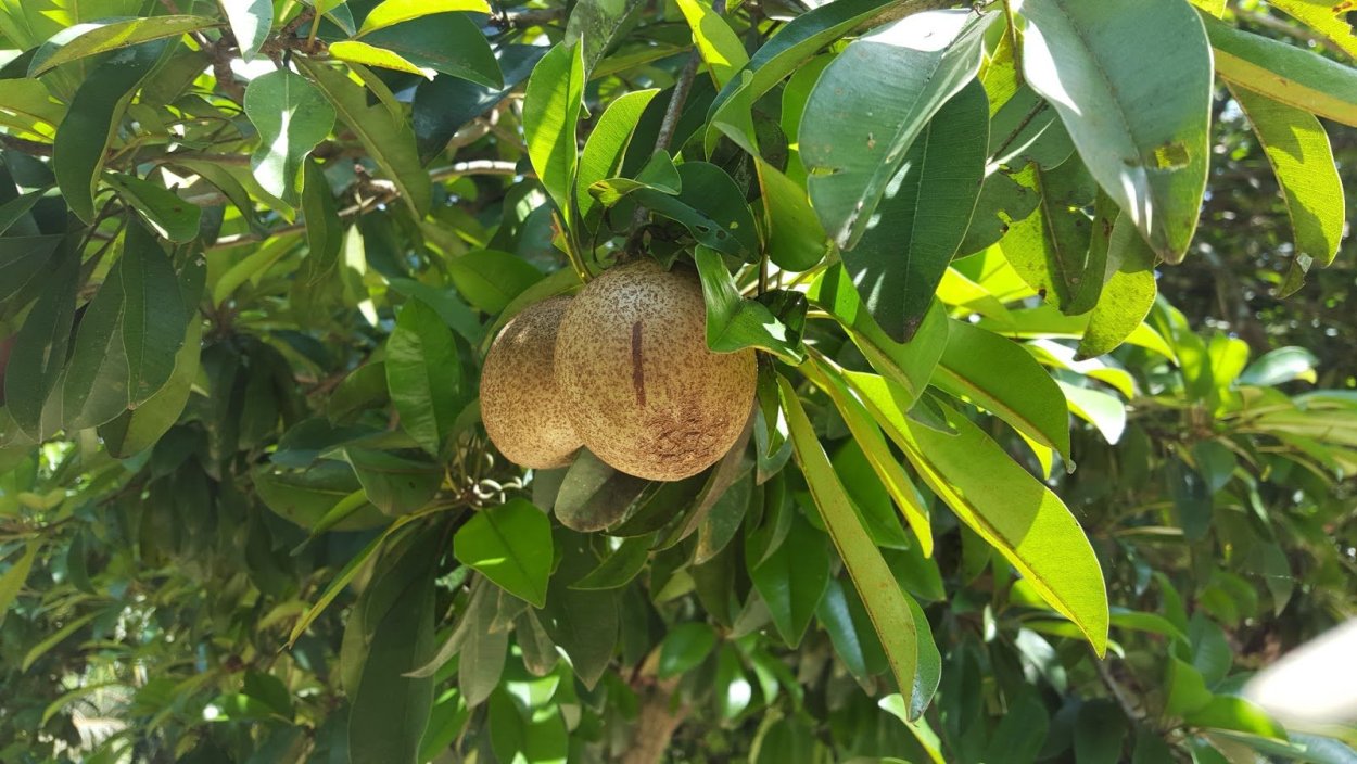 Саподилла каучук