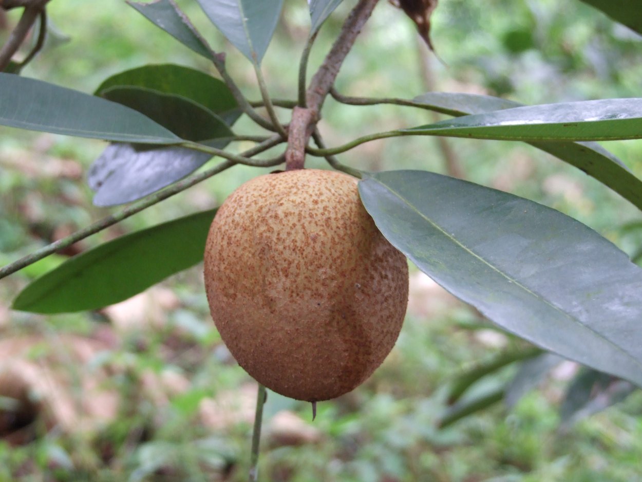 Manilkara zapota