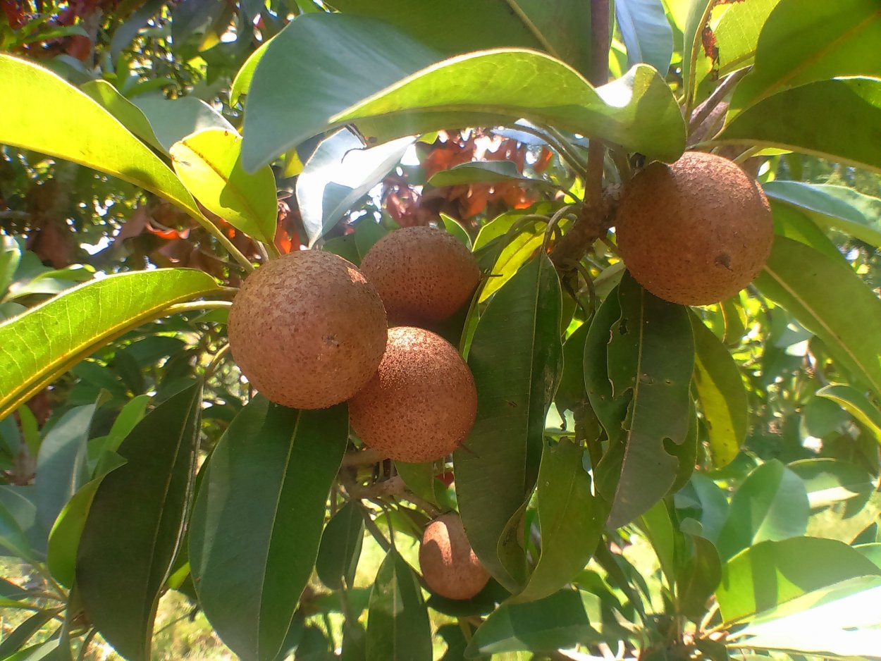 Сапотовое дерево Саподилла
