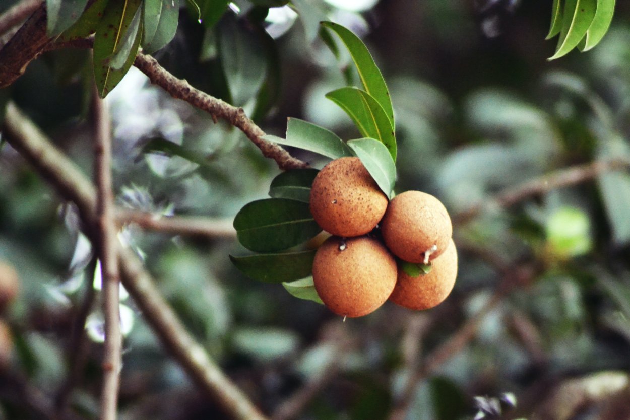 Тропического дерева Саподилла