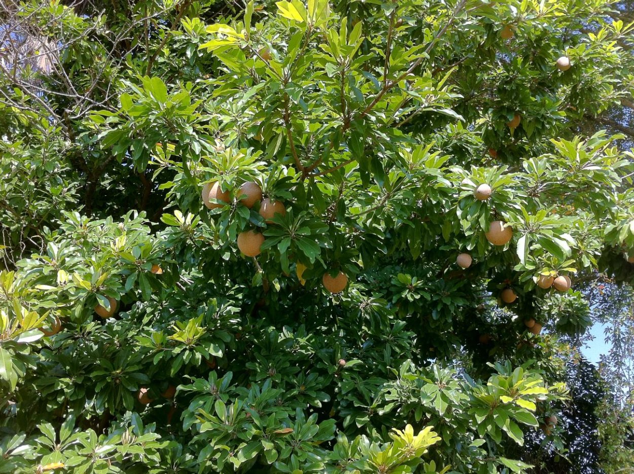 Мармеладное дерево сапота