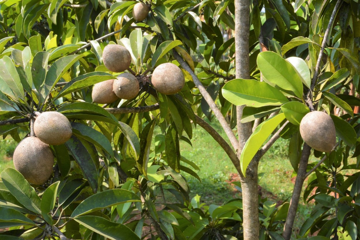 Саподилла фрукт