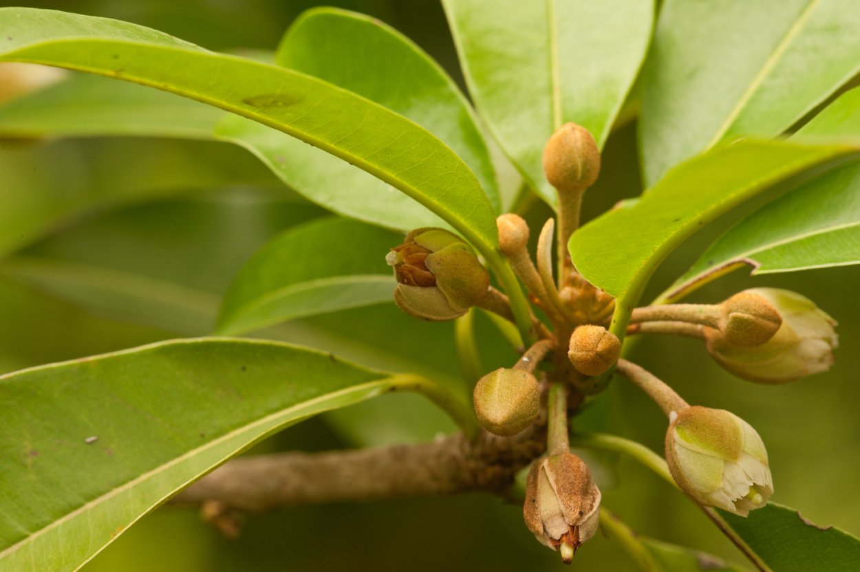 Саподилла желтая