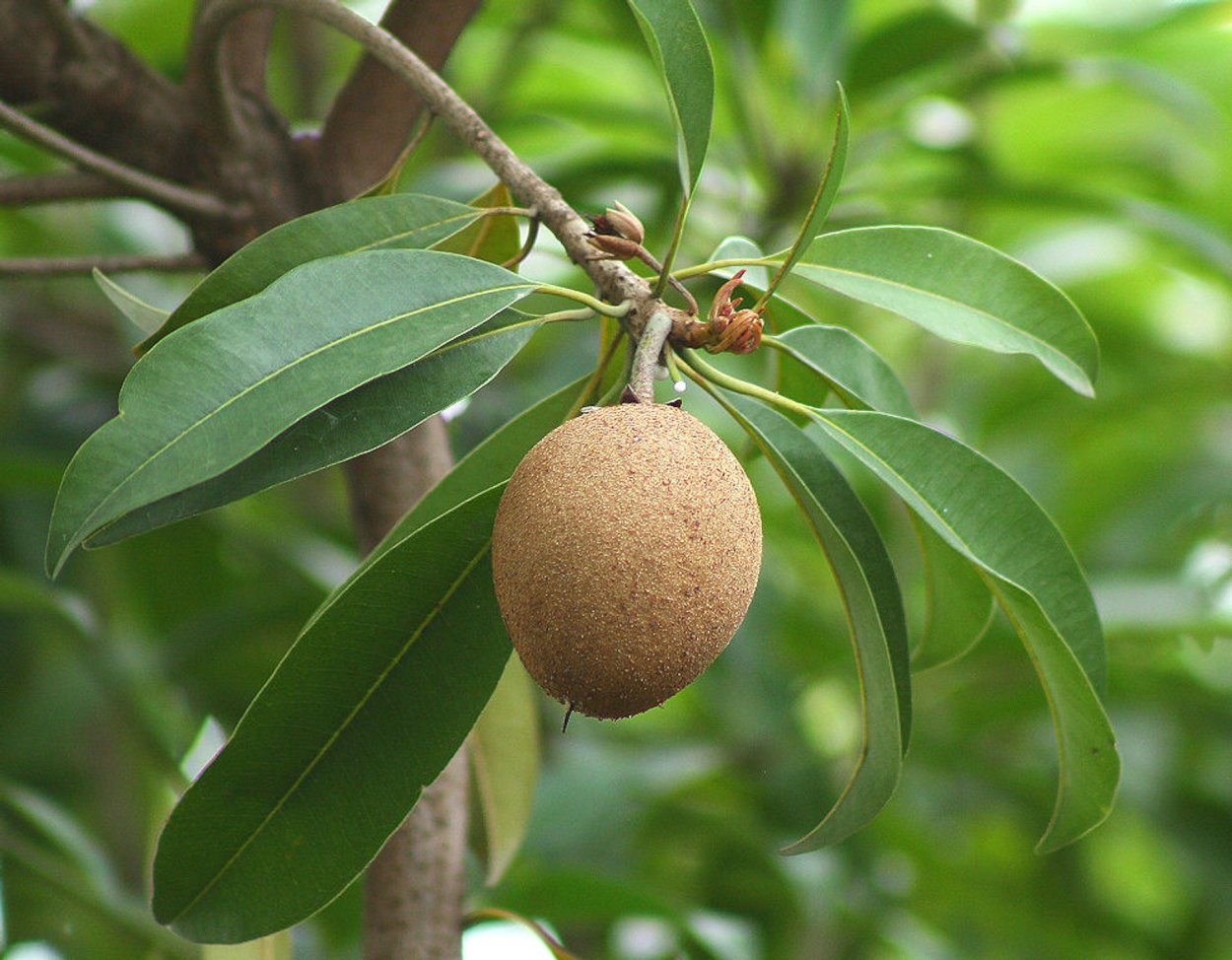 15. Сапотовое дерево (Саподилла).